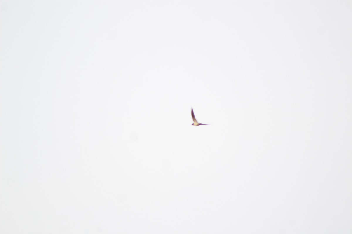 鴴形目(水鳥) - ML643471294