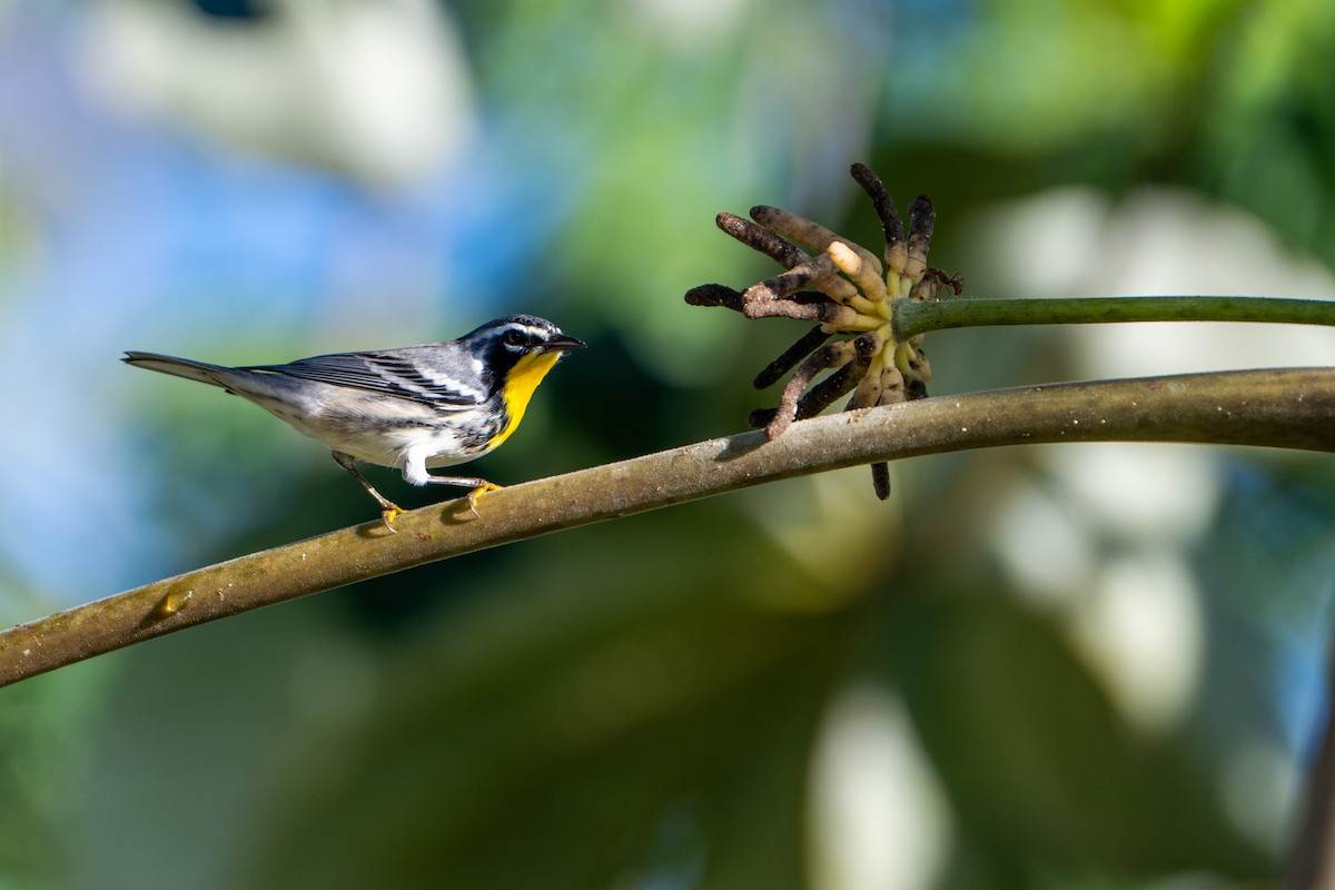Goldkehl-Waldsänger - ML643471303