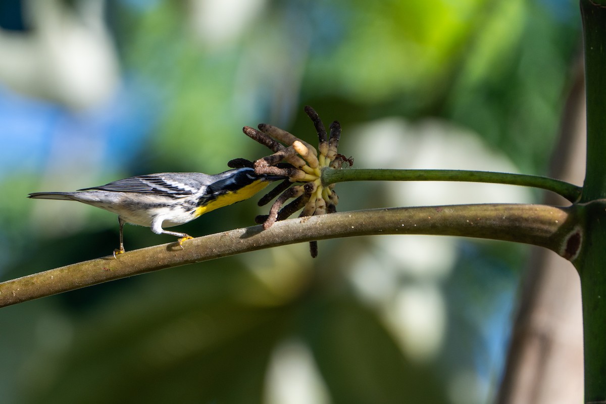 Goldkehl-Waldsänger - ML643471304