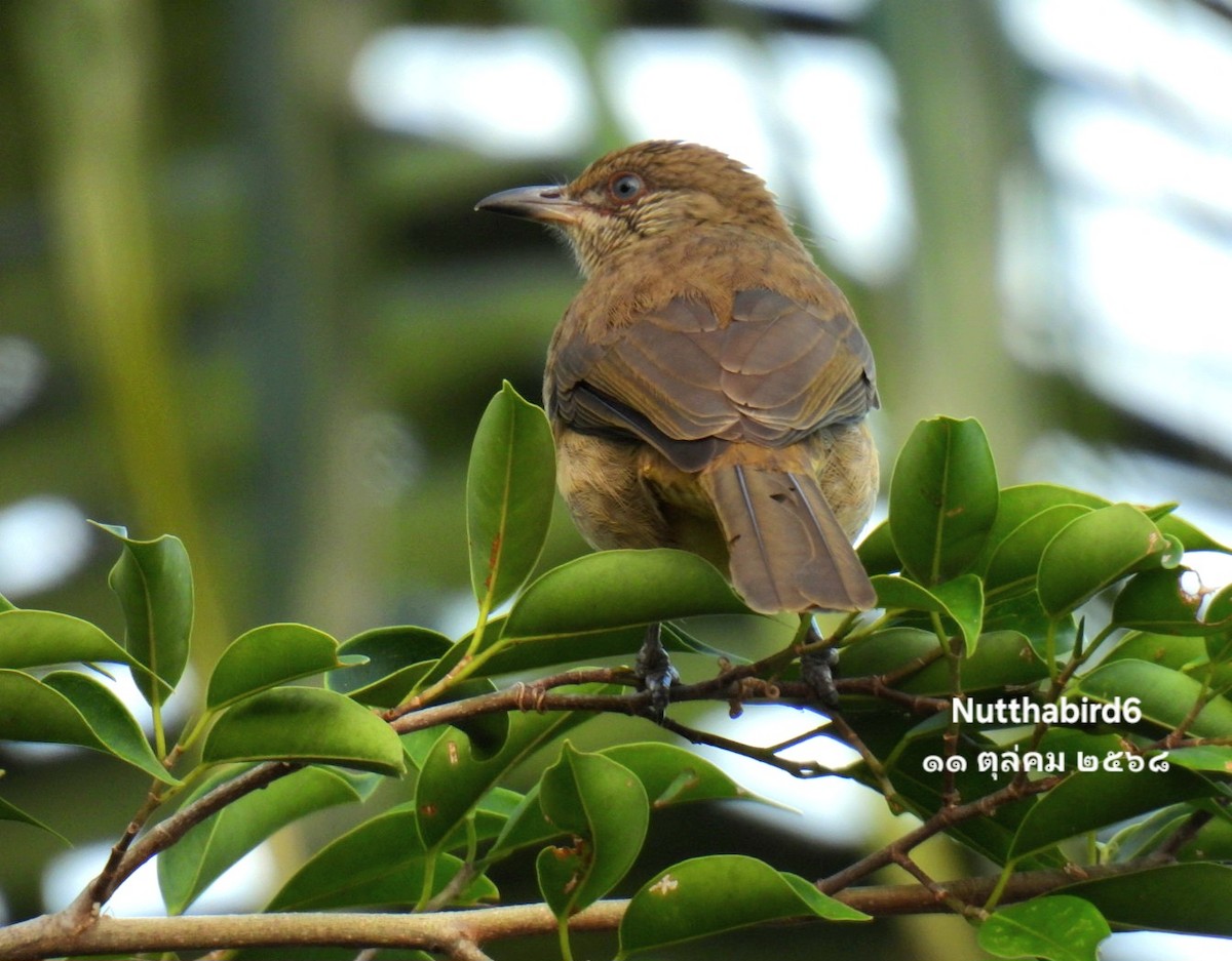 Streak-eared Bulbul - ML643471314