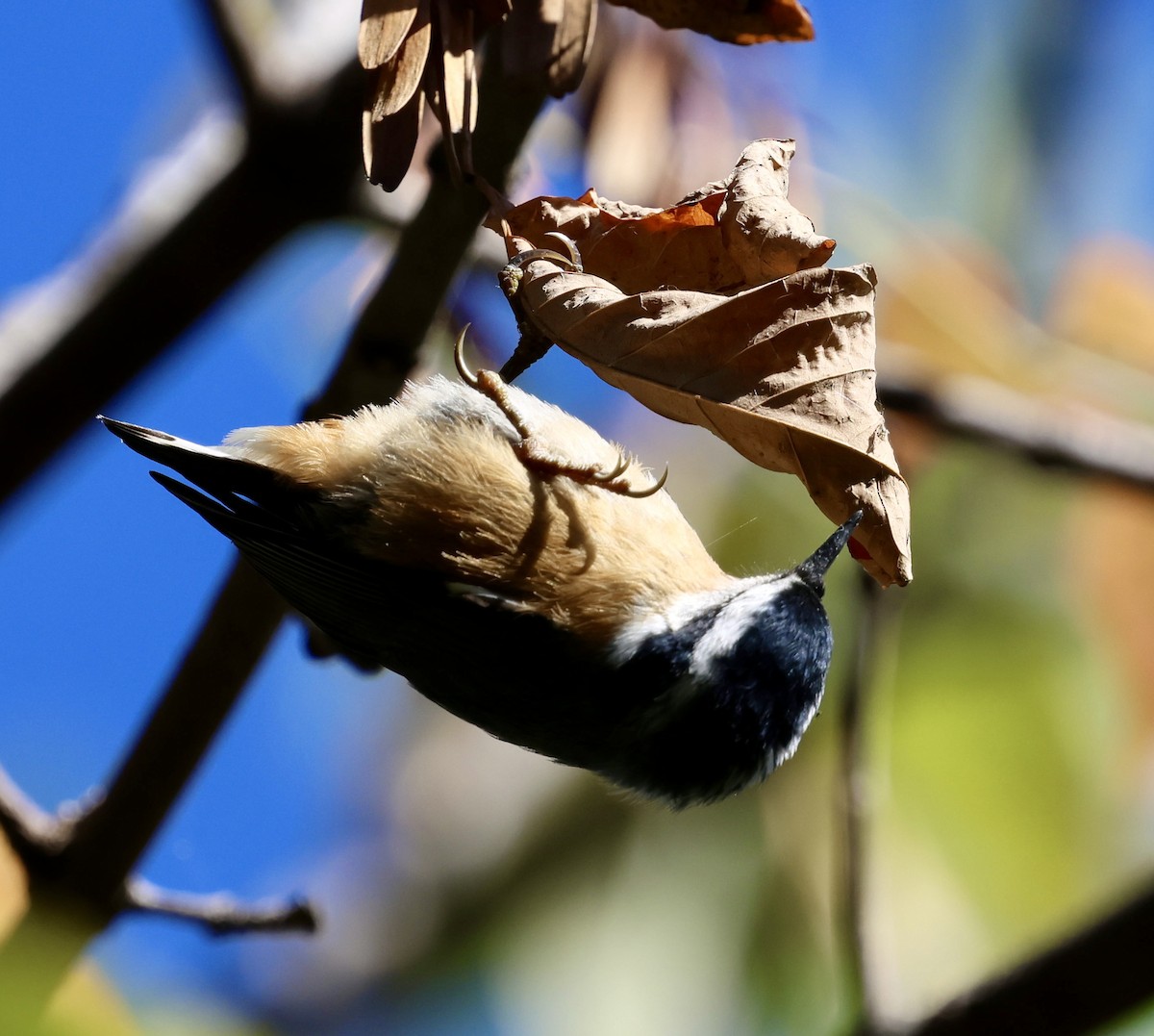 Red-breasted Nuthatch - ML643471316