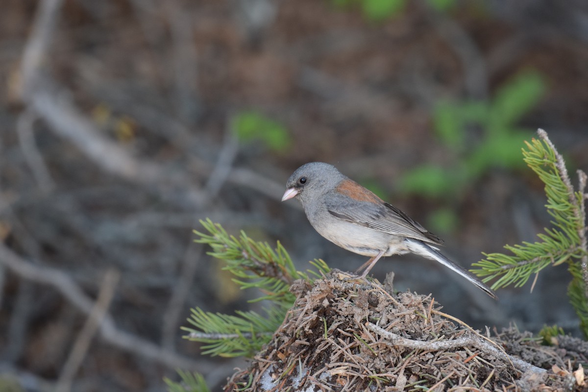Dark-eyed Junco - ML643471317