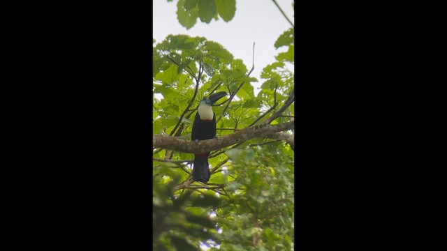 White-throated Toucan - ML643471327