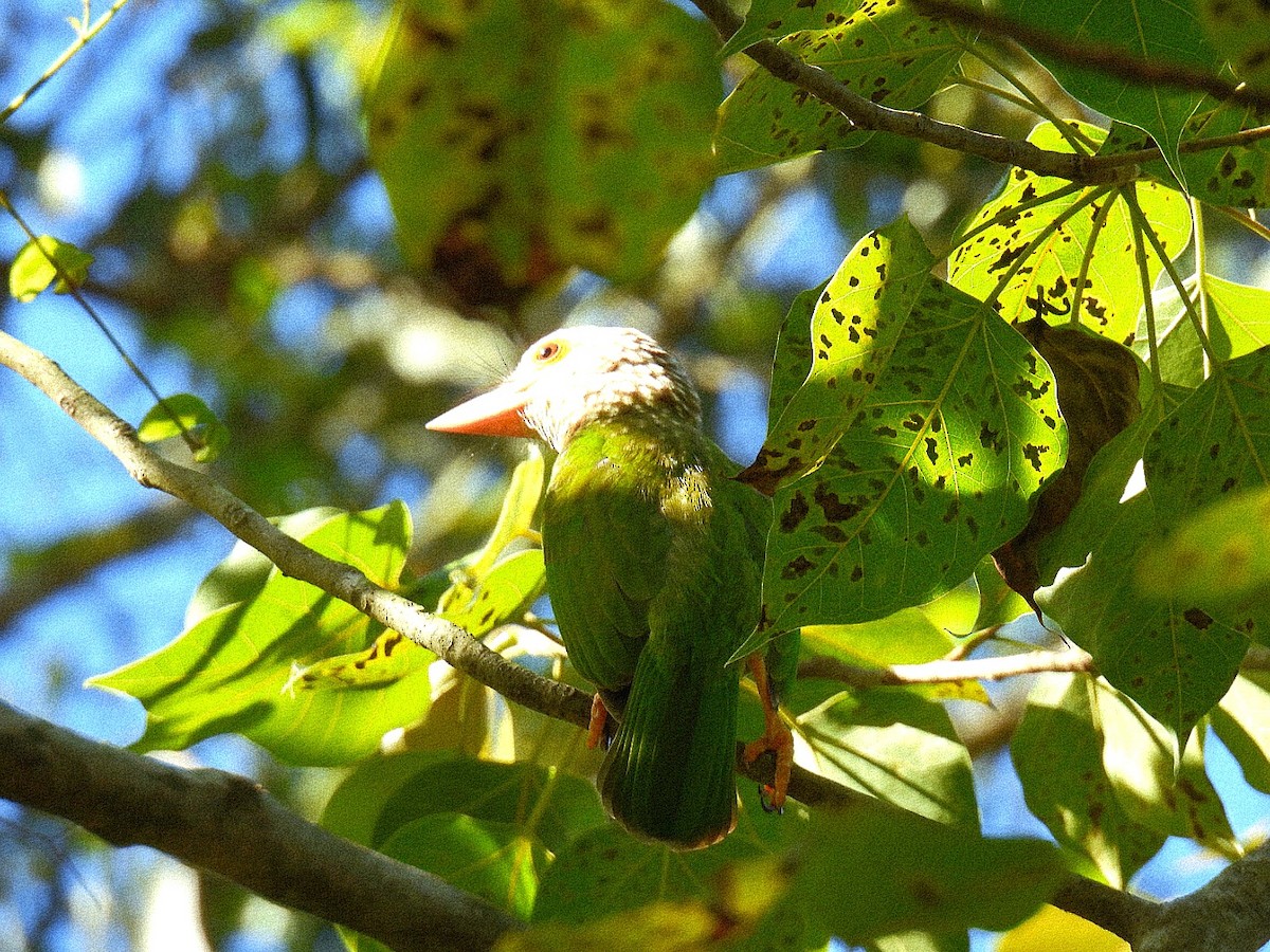 Lineated Barbet - ML643471328