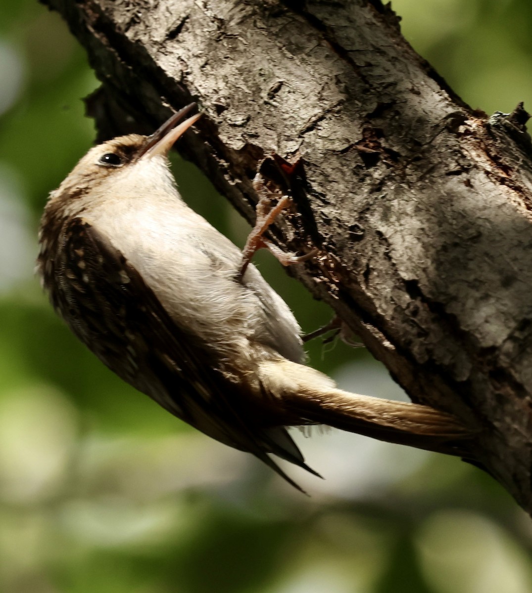 Brown Creeper - ML643471330