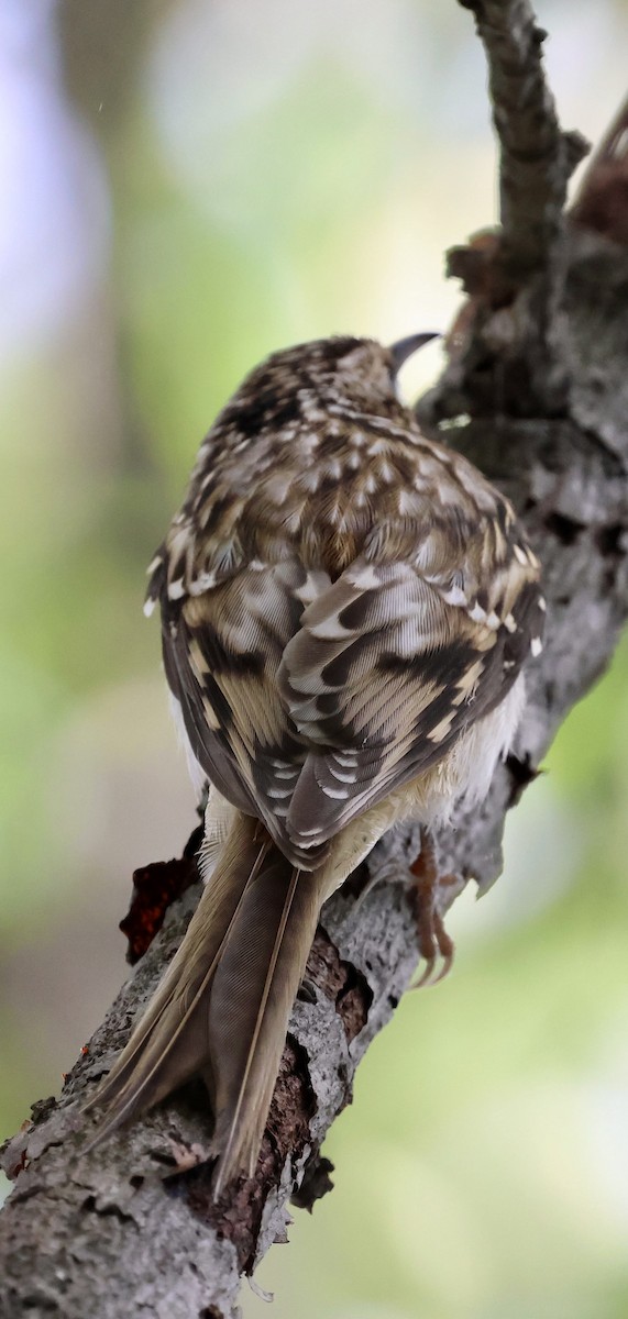 Brown Creeper - ML643471331