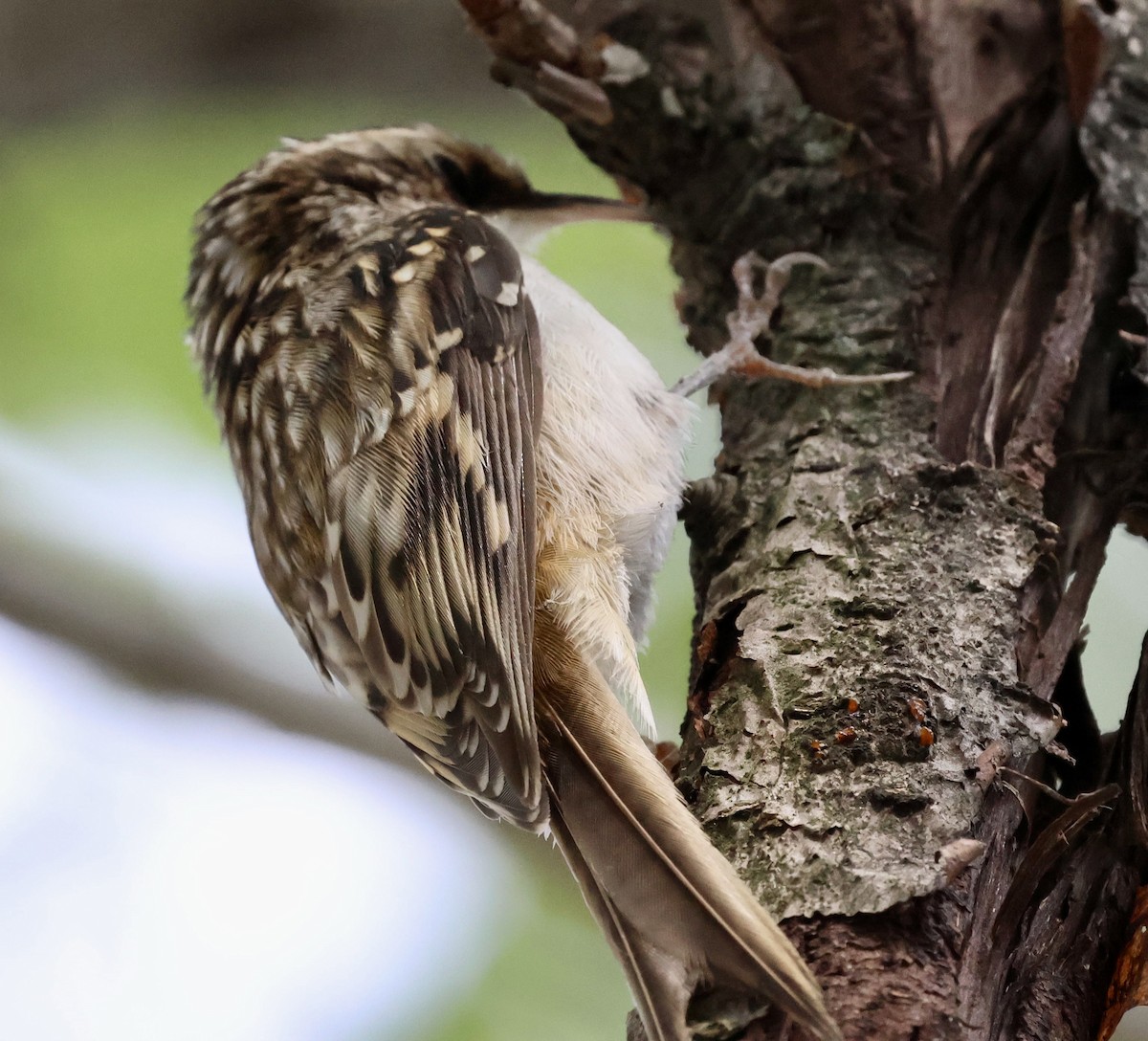 Brown Creeper - ML643471332