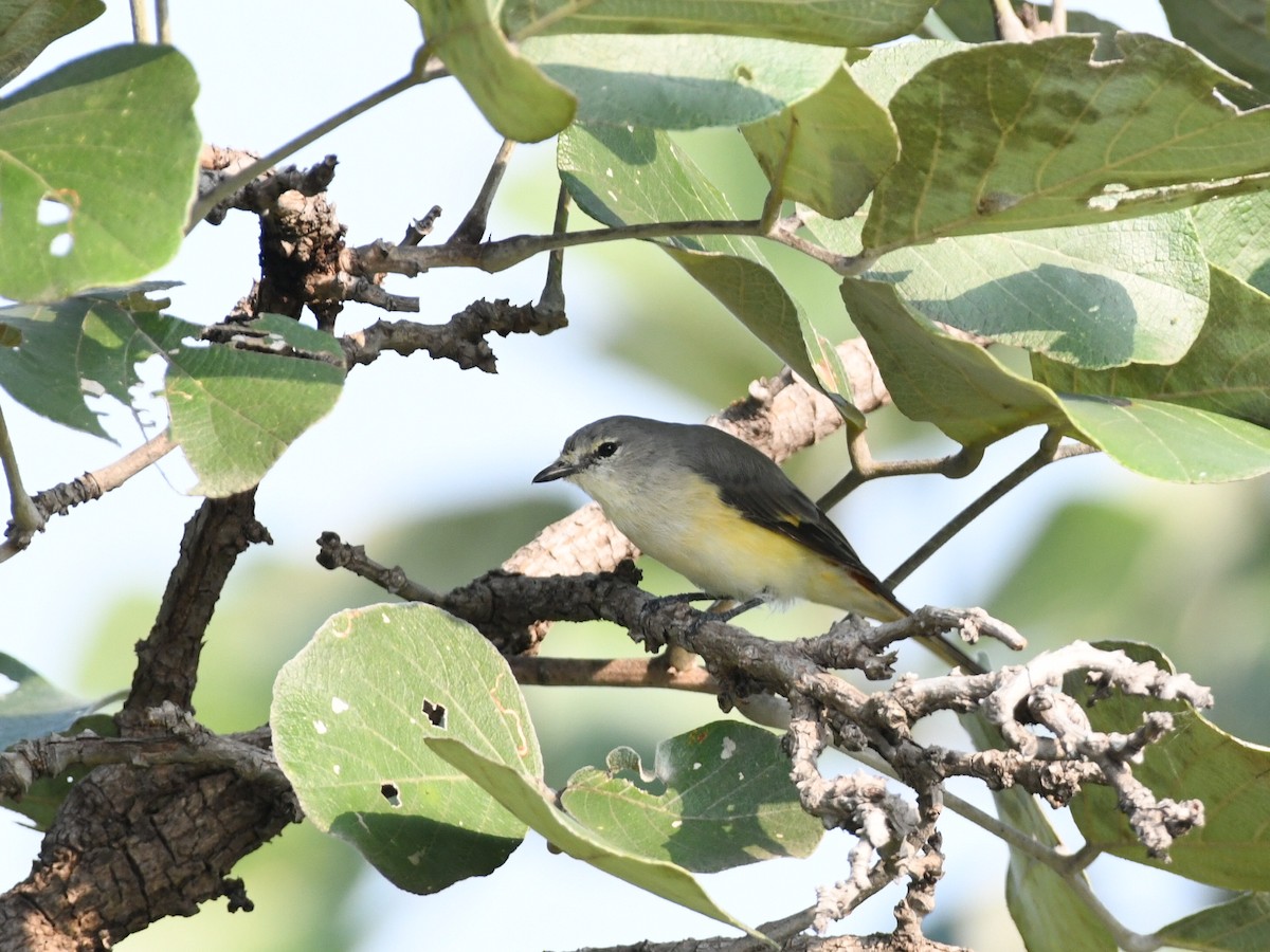 Small Minivet - ML643471353