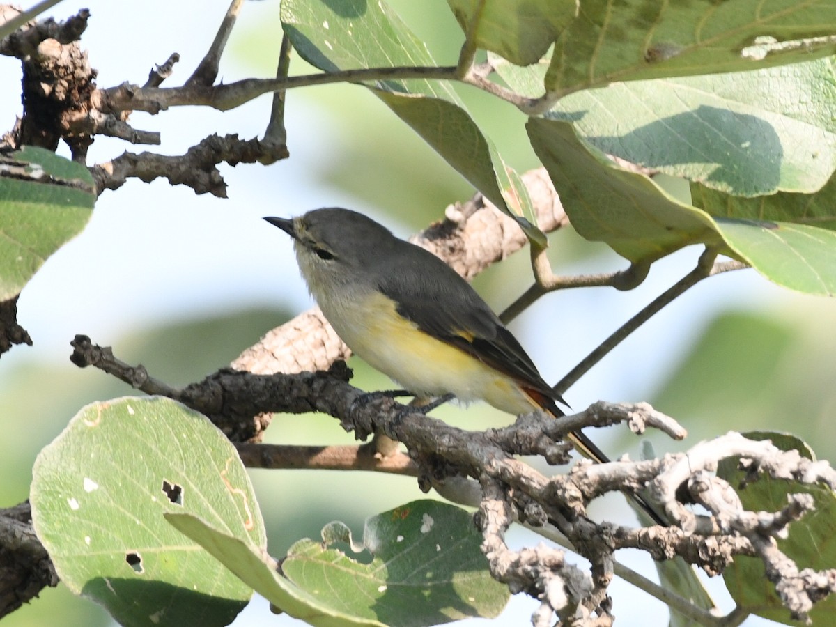 Small Minivet - ML643471354