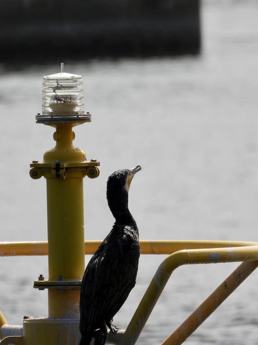 Cormorano - ML643471373