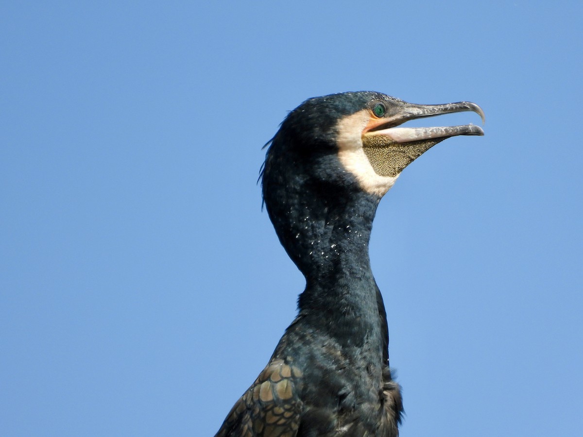 Cormorano - ML643471374