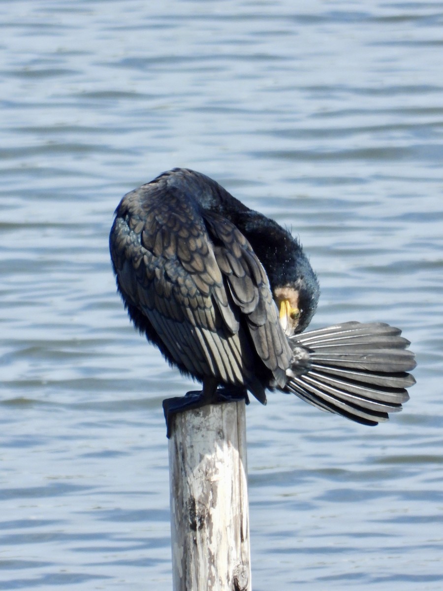 Cormorano - ML643471375
