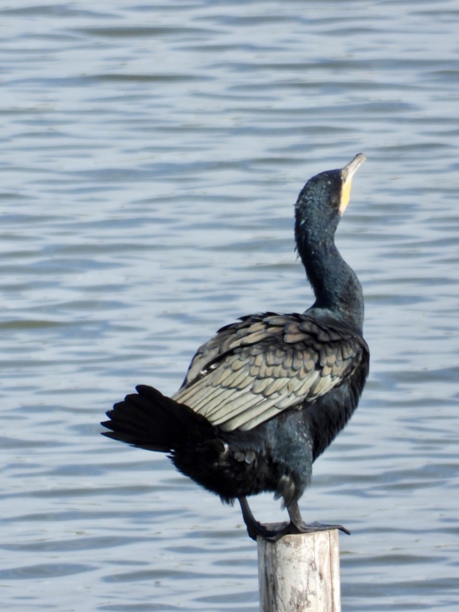 Cormorano - ML643471376