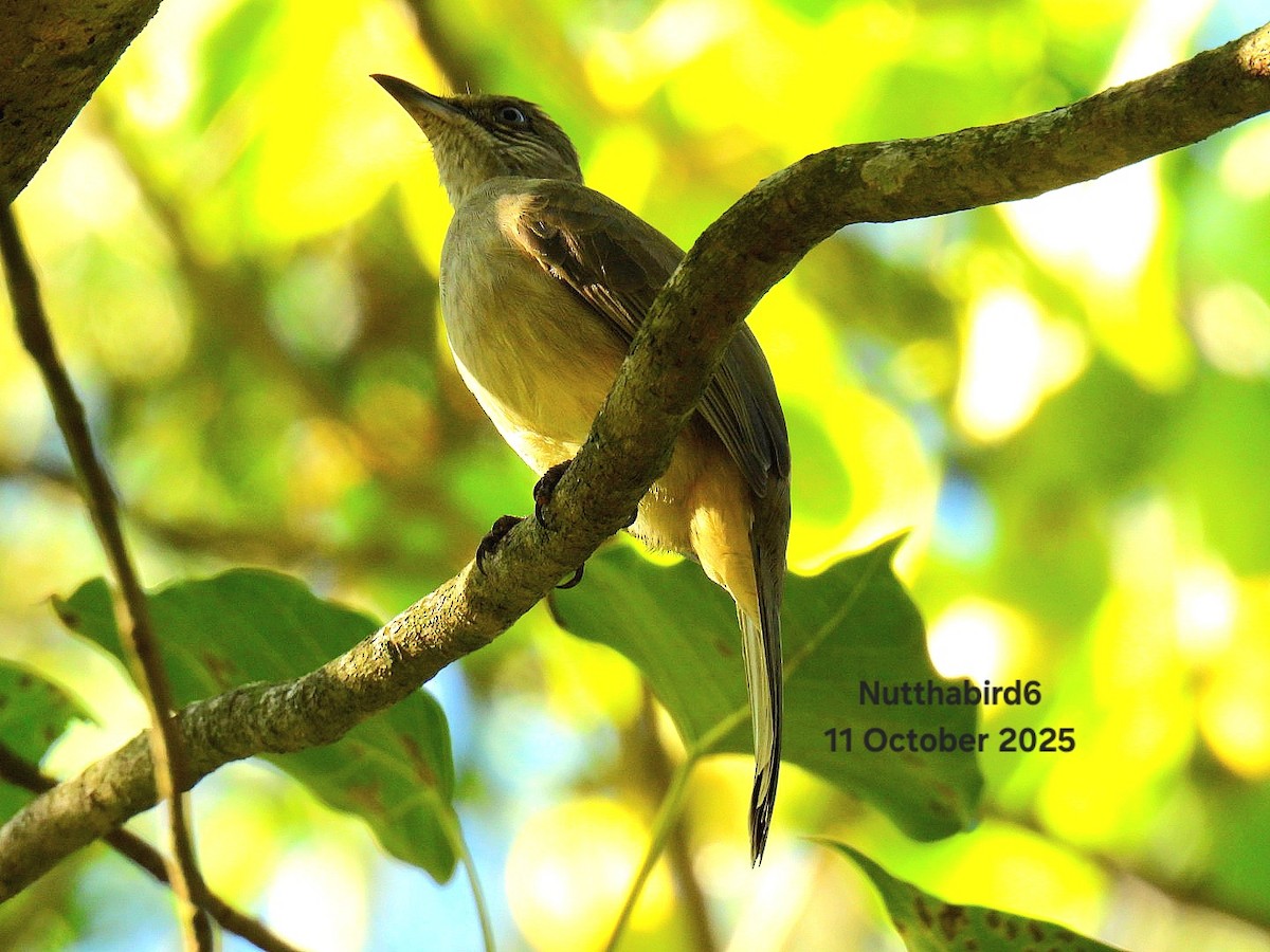 Streak-eared Bulbul - ML643471390