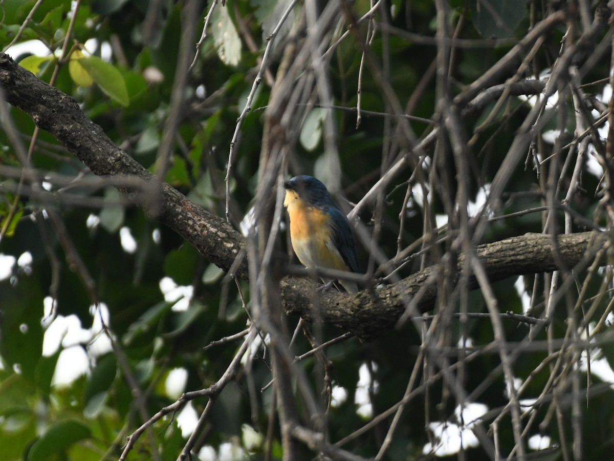 Tickell's Blue Flycatcher - ML643471393