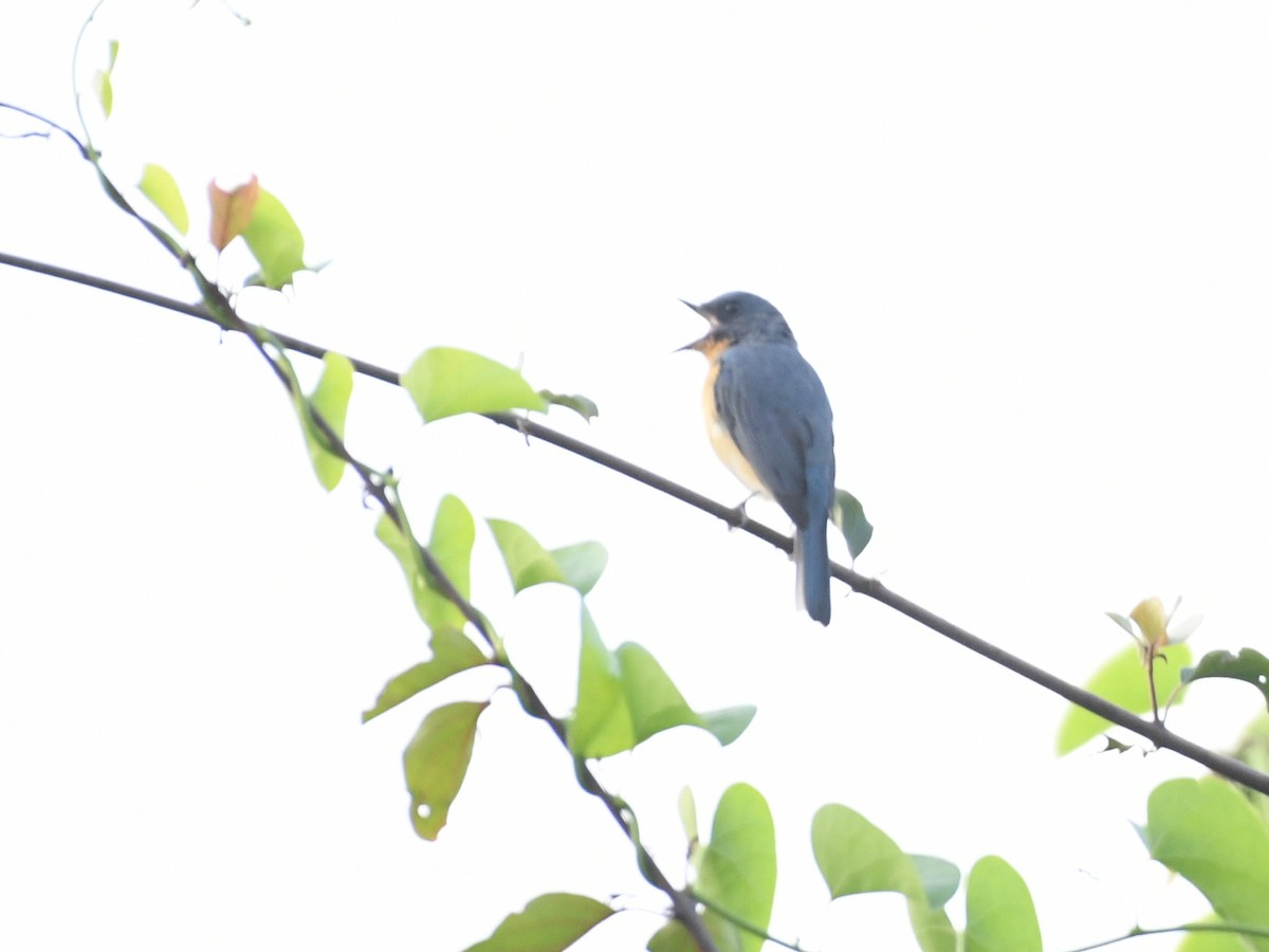 Tickell's Blue Flycatcher - ML643471394