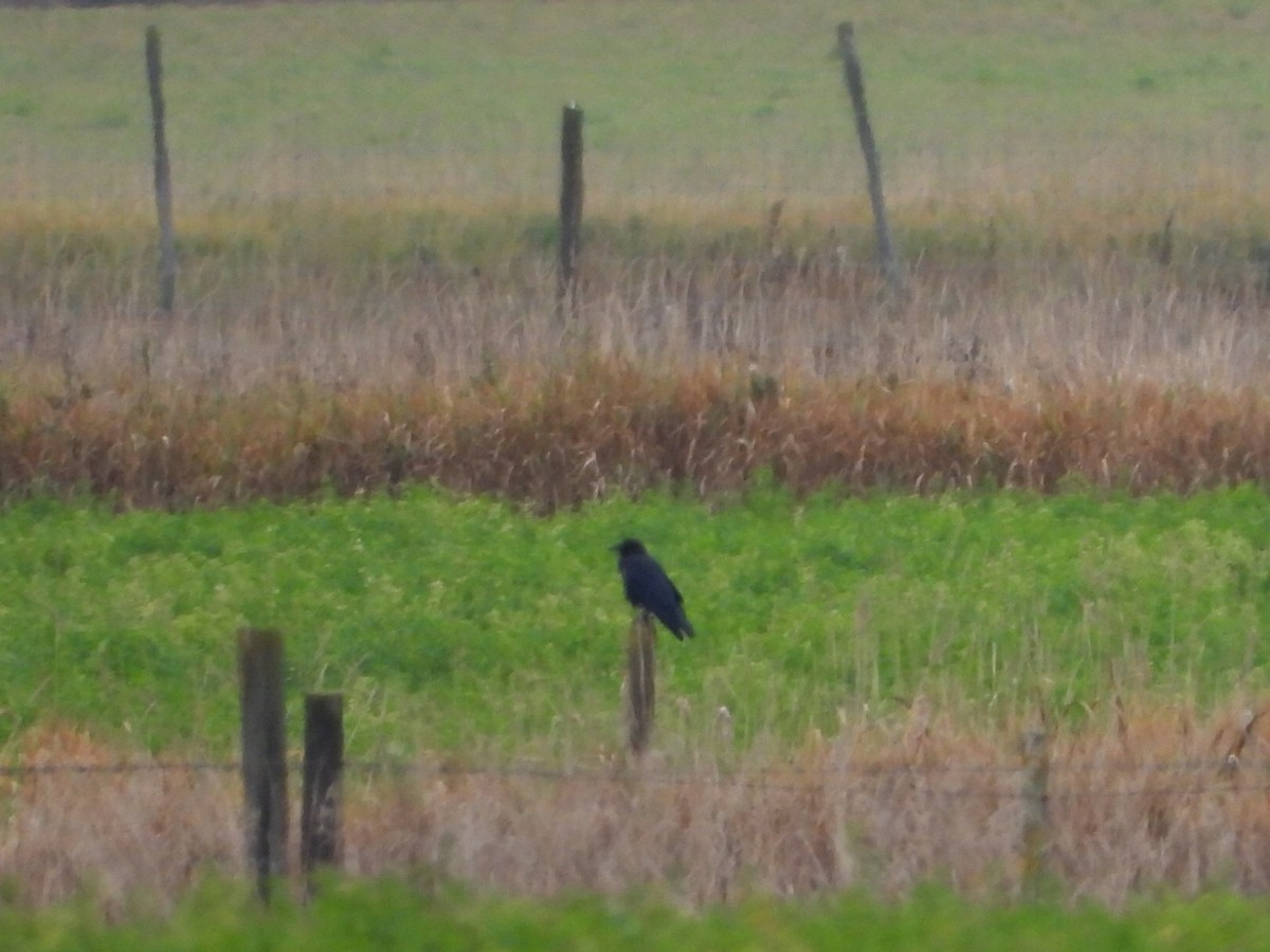 アメリカガラス - ML643471403
