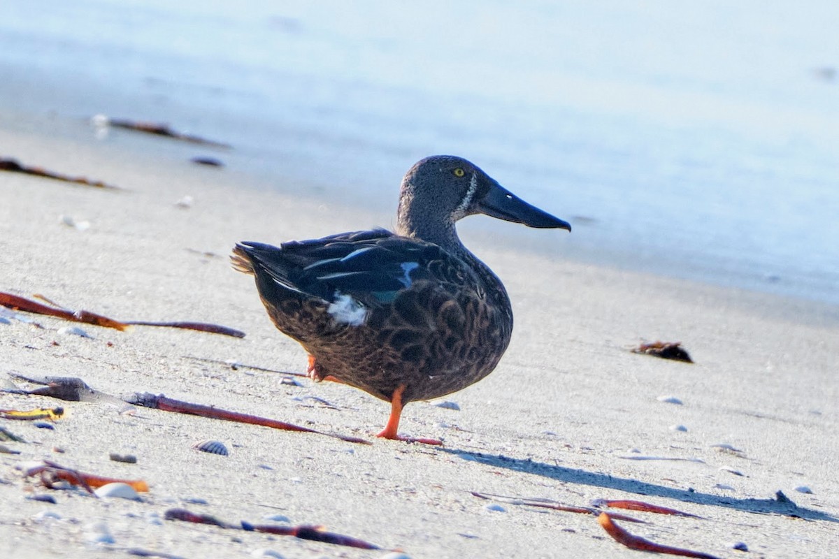 Australasian Shoveler - ML643471404