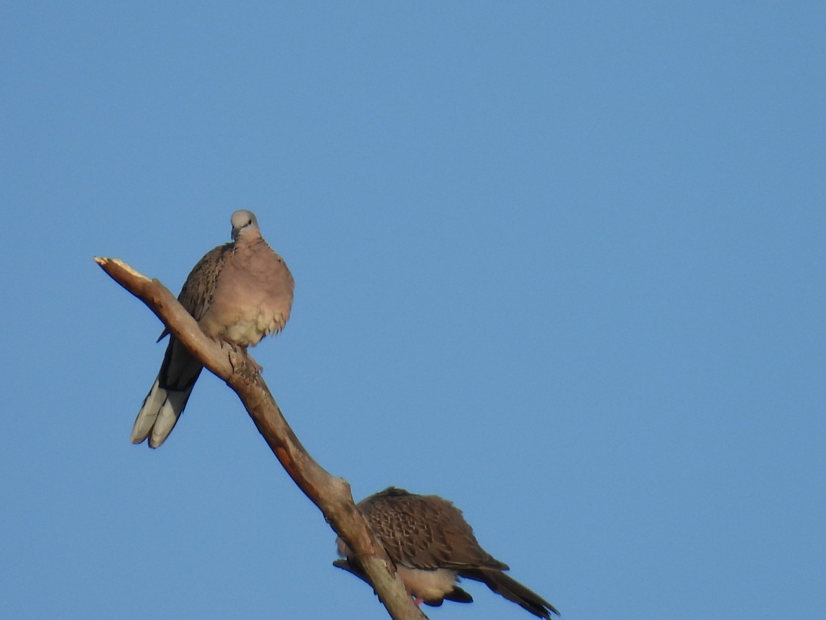 Spotted Dove - ML643471406
