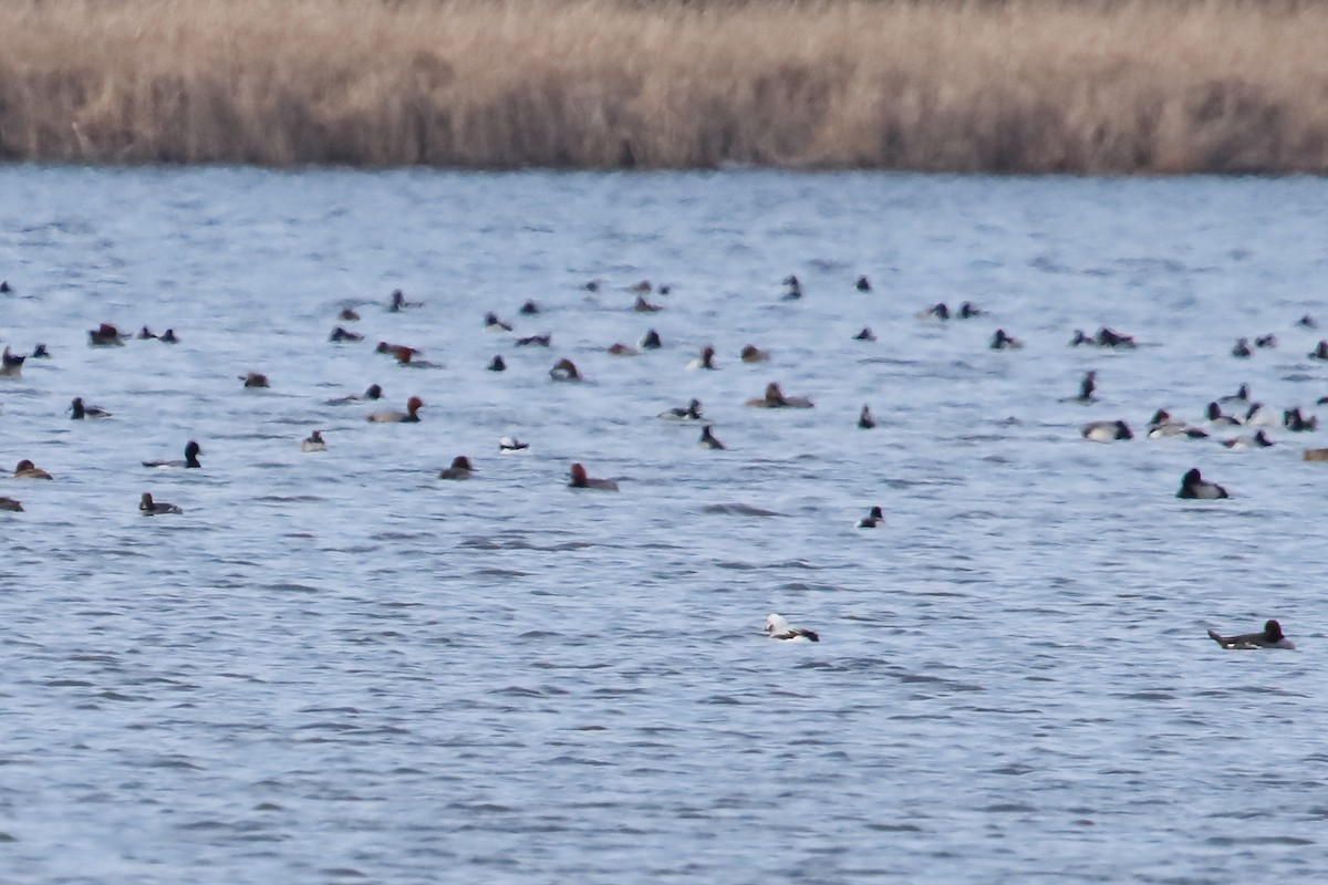 Long-tailed Duck - ML643471410
