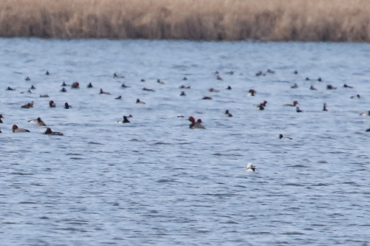 Long-tailed Duck - ML643471411