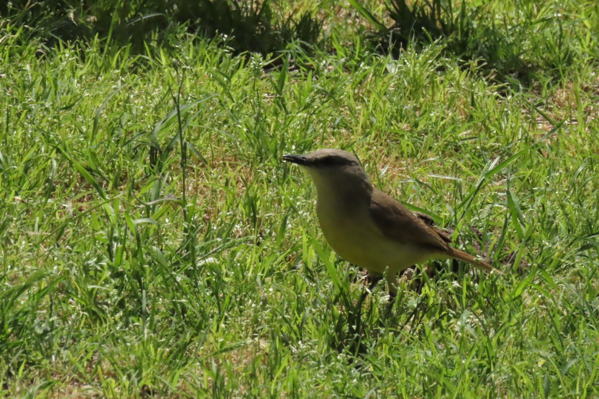 Cattle Tyrant - ML643471415