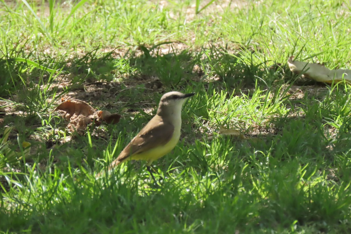 Cattle Tyrant - ML643471416