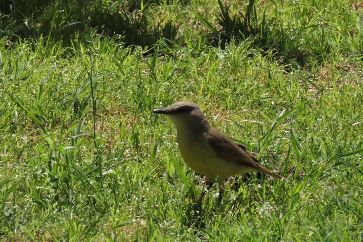 Cattle Tyrant - ML643471417