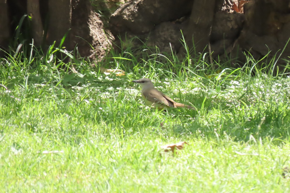 Cattle Tyrant - ML643471418