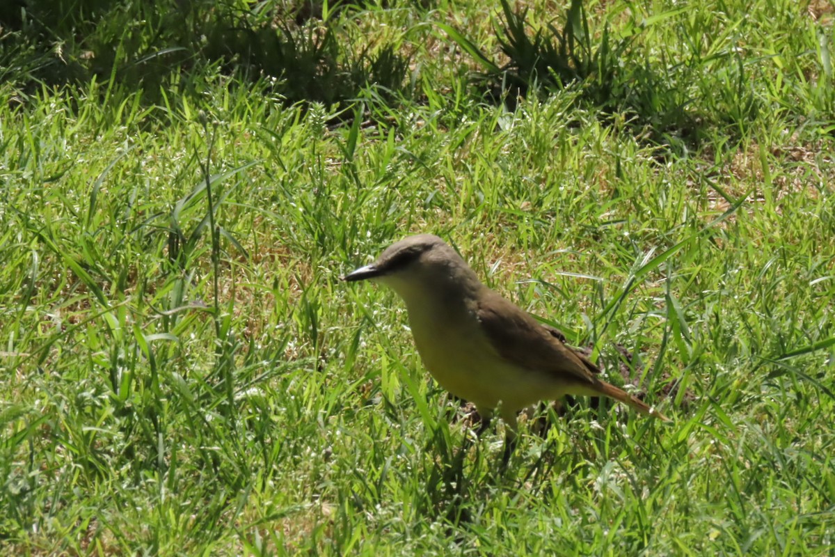 Cattle Tyrant - ML643471419