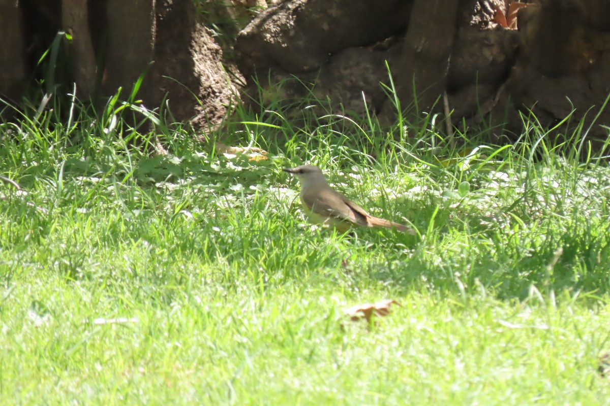 Cattle Tyrant - ML643471420