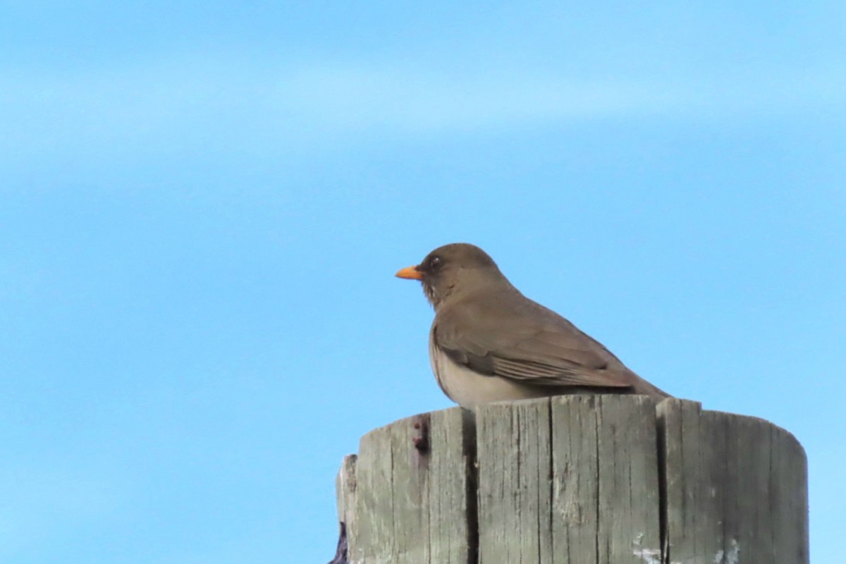 Creamy-bellied Thrush - ML643471440