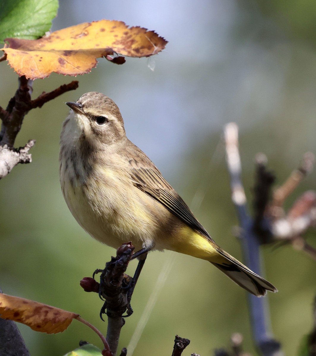 Palm Warbler - ML643471442