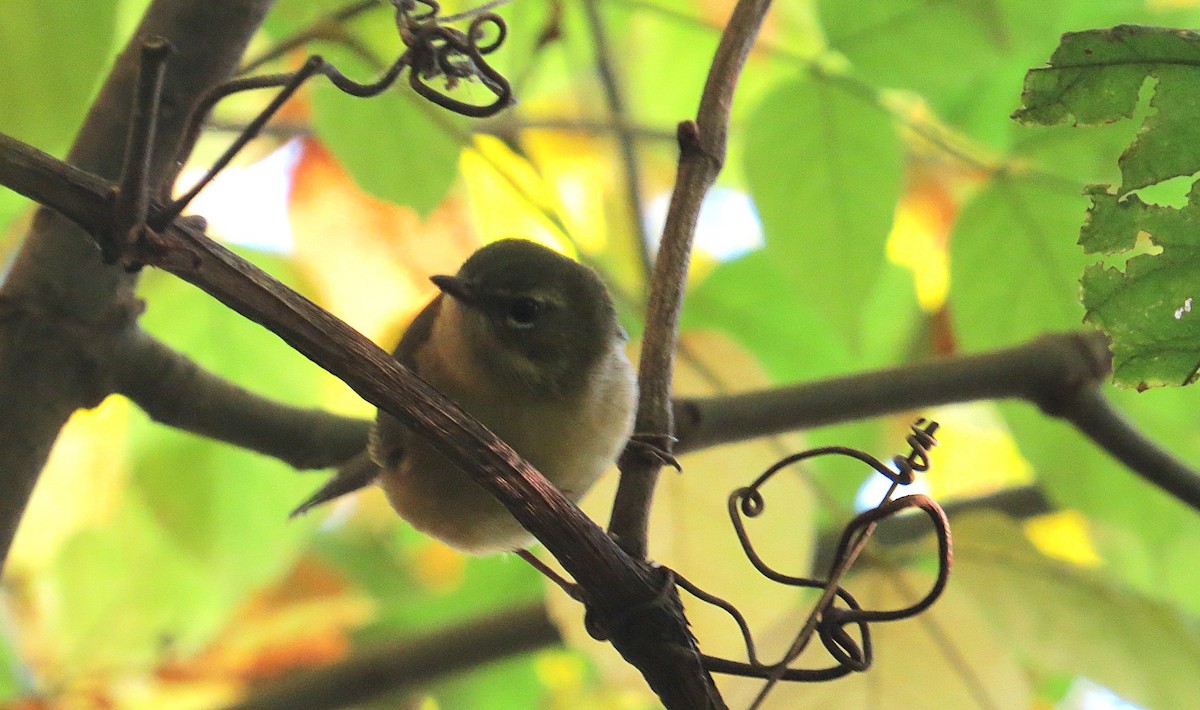 Black-throated Blue Warbler - ML643471444