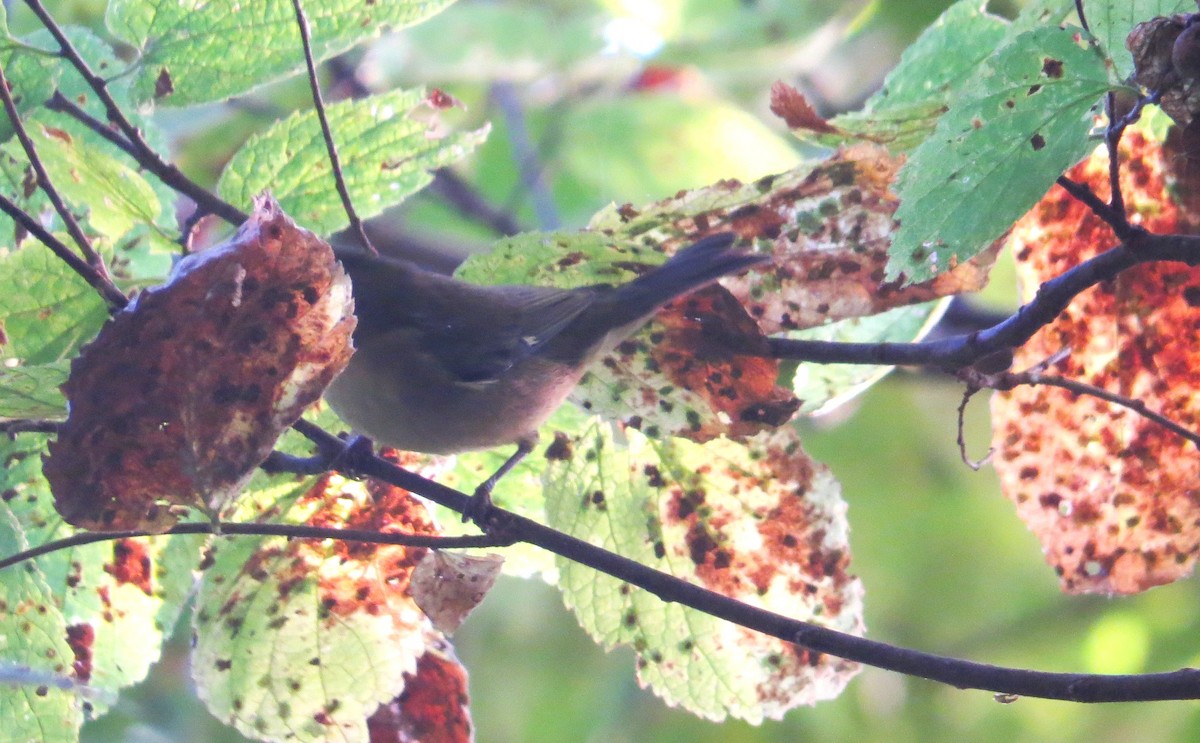 Black-throated Blue Warbler - ML643471445