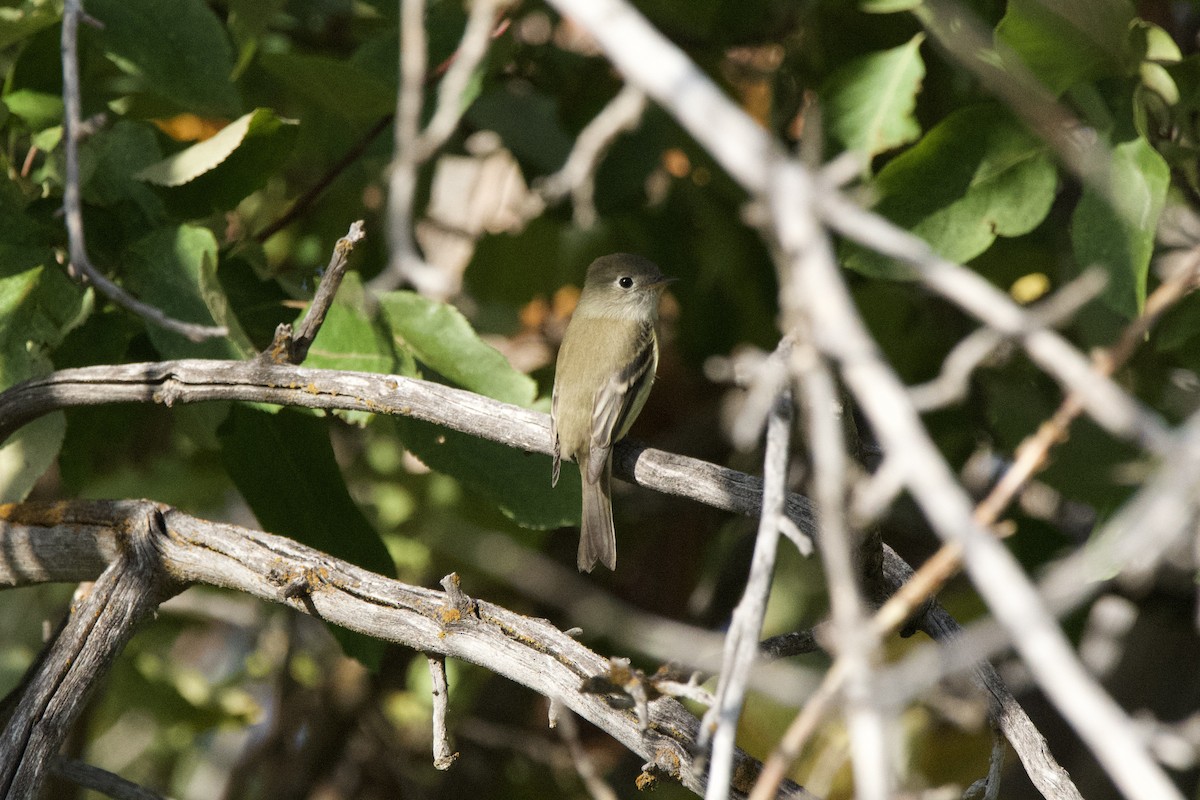 Hammond's Flycatcher - ML643471448