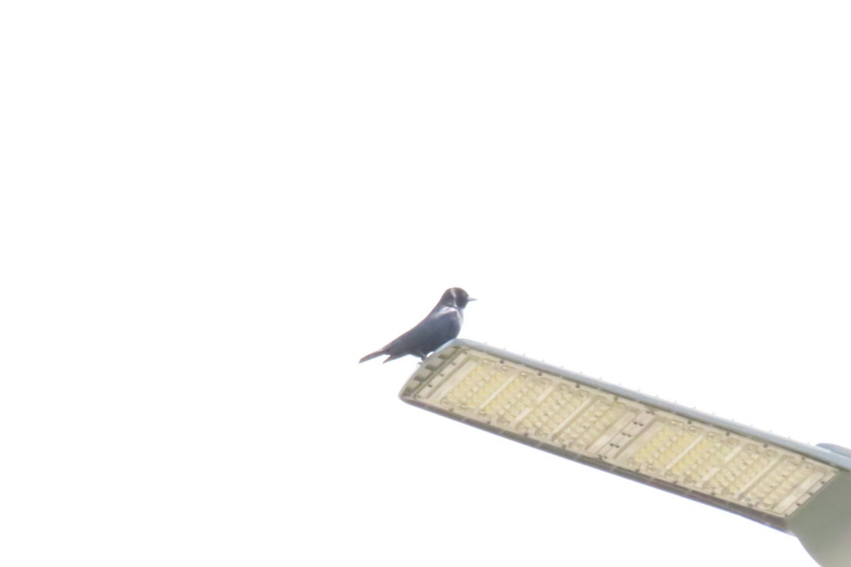 Shiny Cowbird - ML643471452