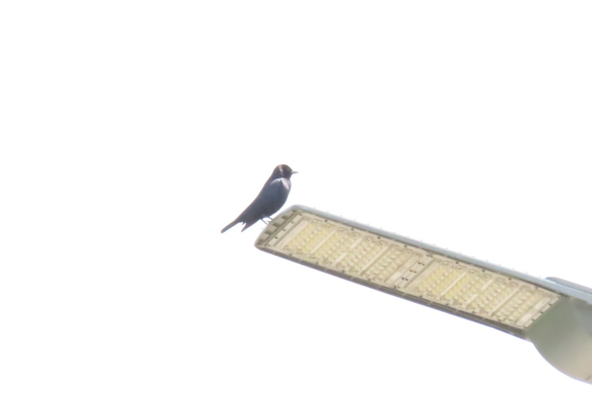 Shiny Cowbird - ML643471453