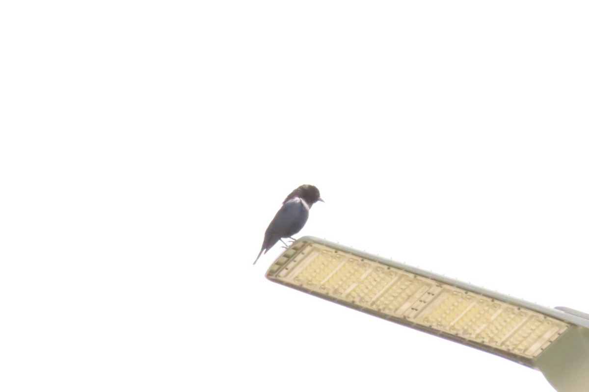 Shiny Cowbird - ML643471454