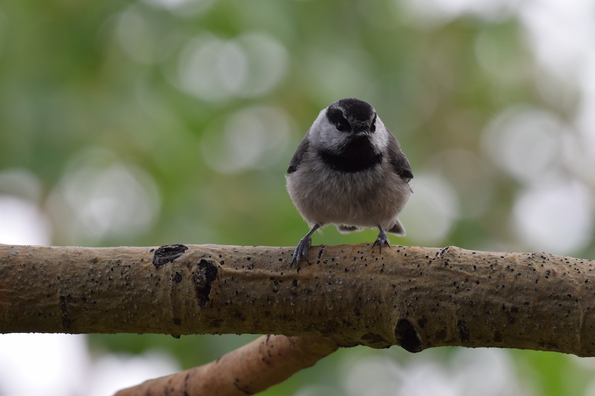 Mountain Chickadee - ML643471457