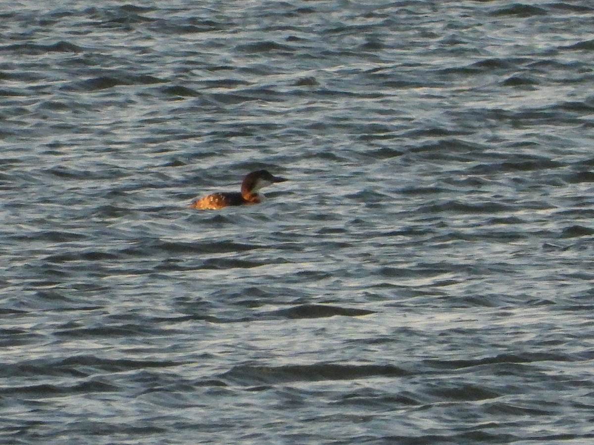 Common Loon - ML643471464