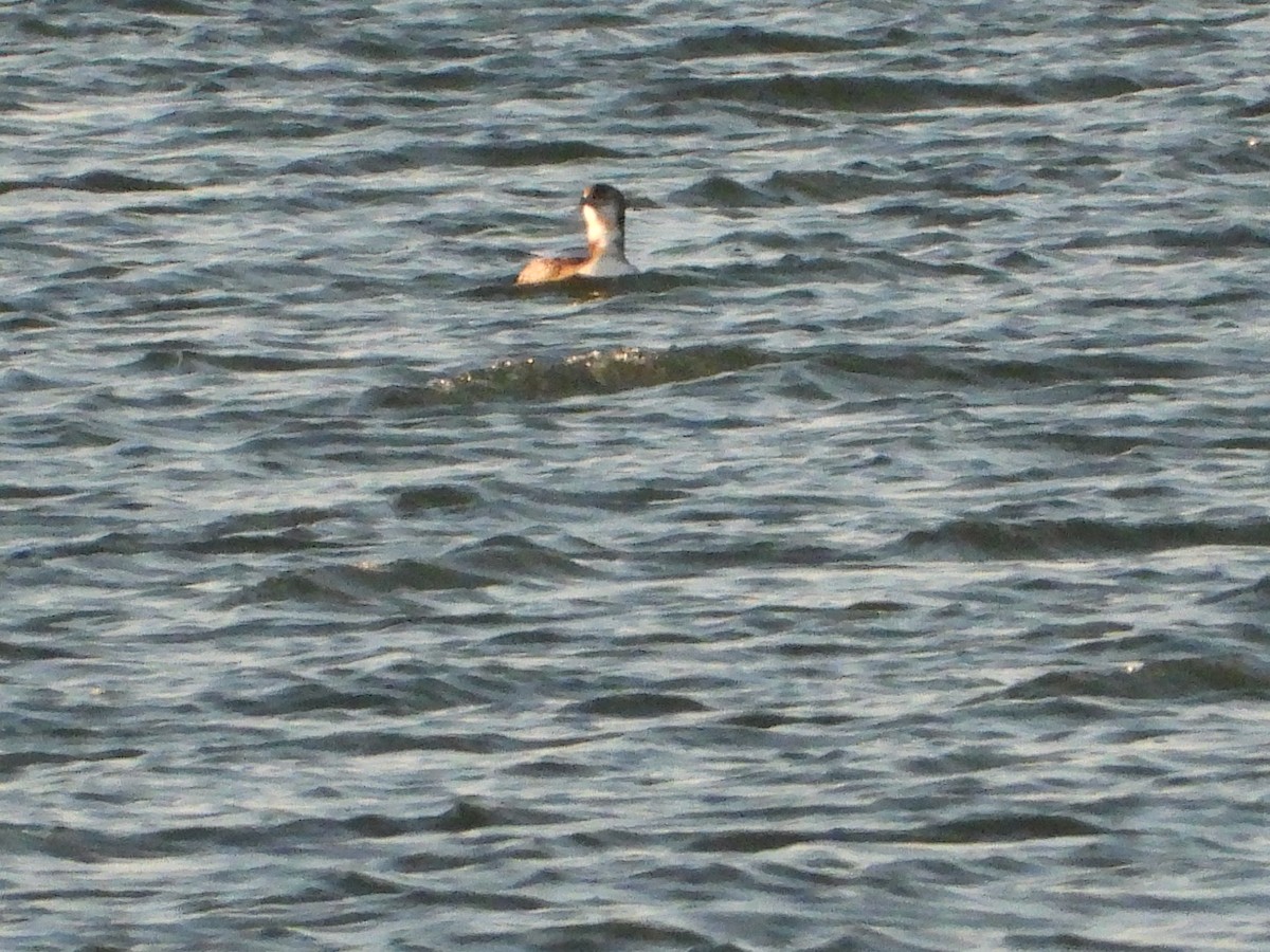Common Loon - ML643471465