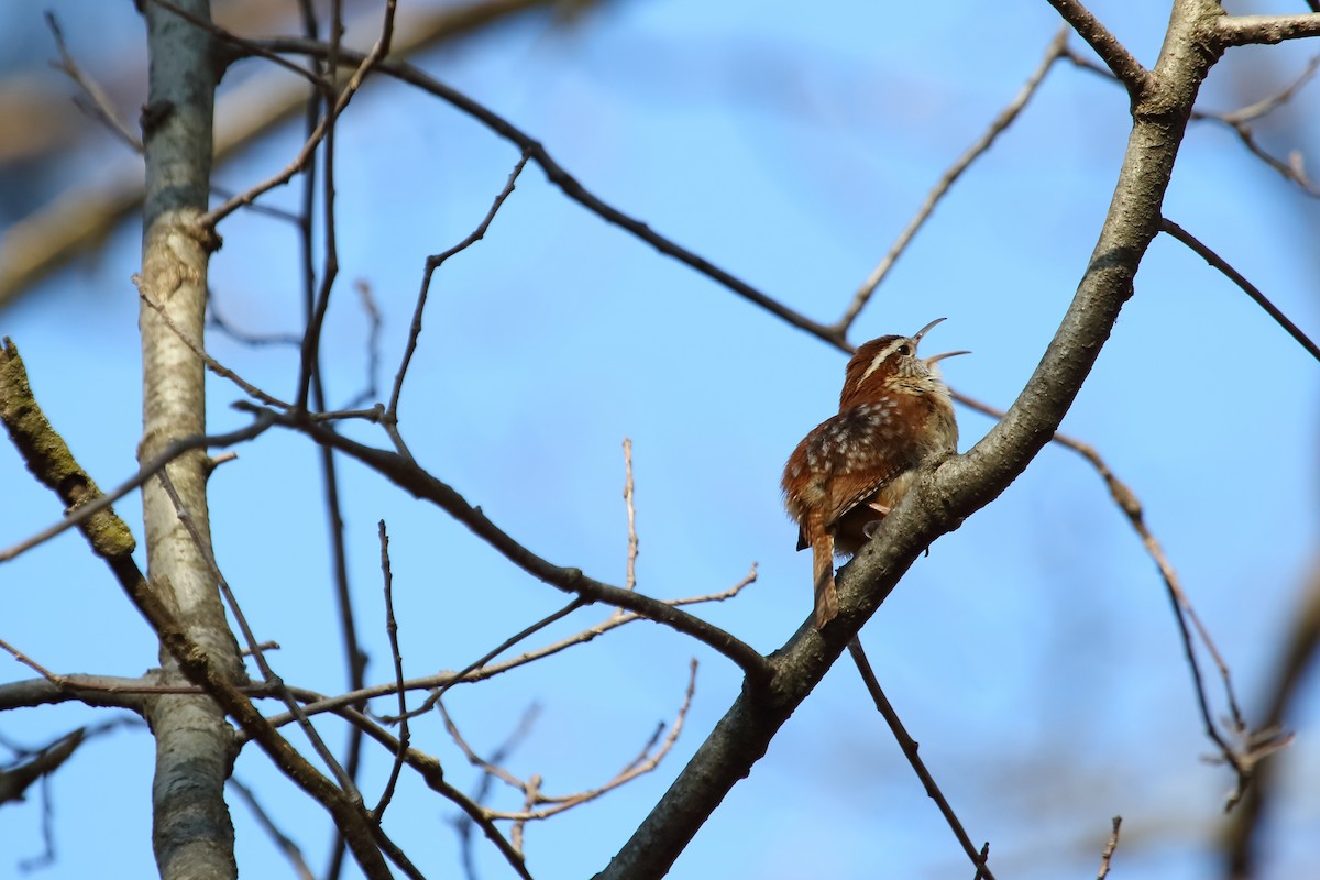 Carolina Wren - ML643471473