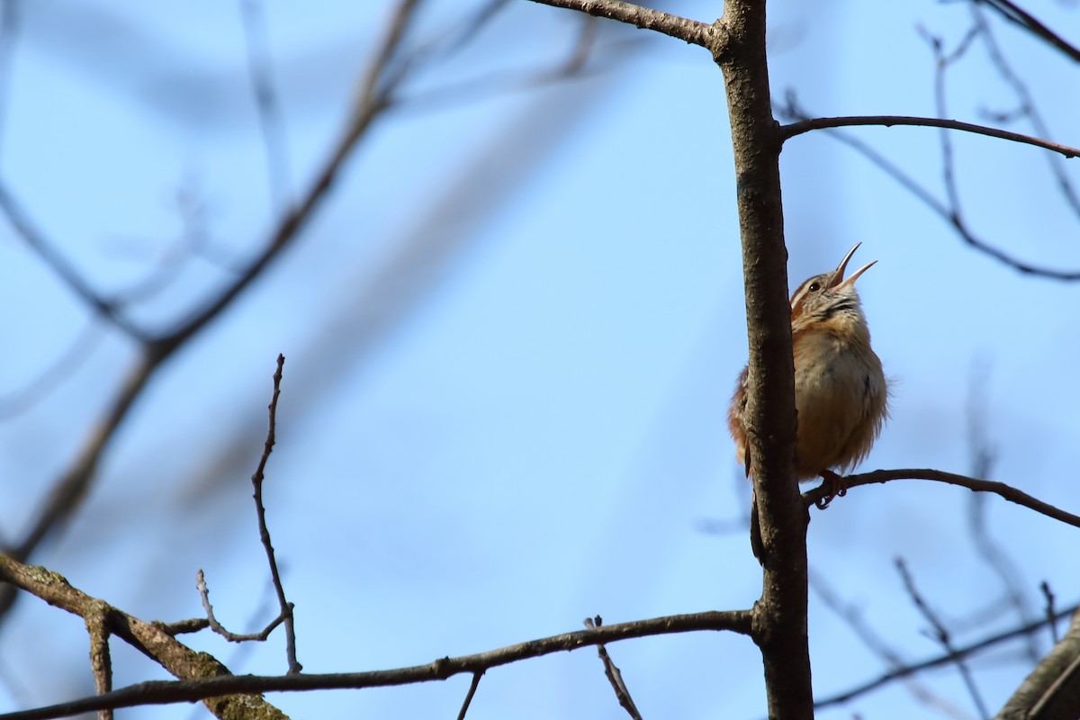 Carolina Wren - ML643471475
