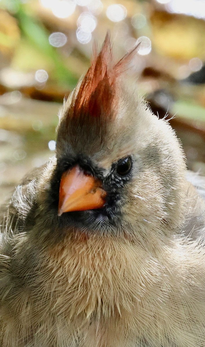 Northern Cardinal - ML643471488