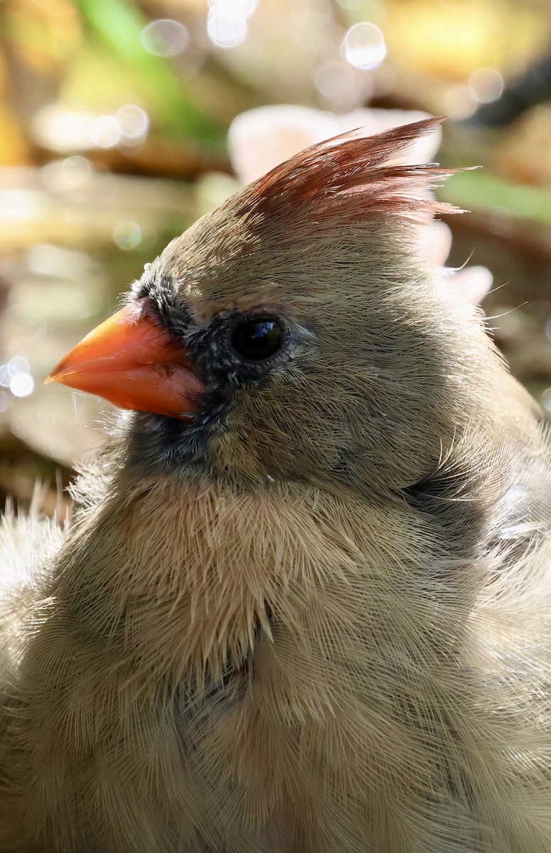 Northern Cardinal - ML643471489