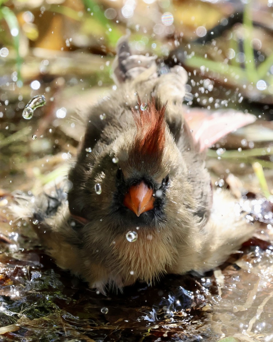 Northern Cardinal - ML643471490