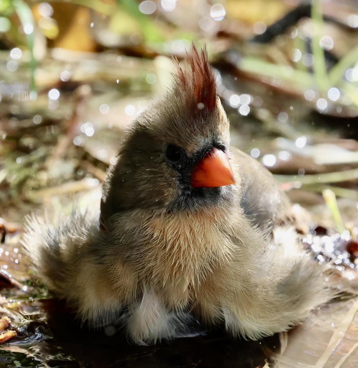 Northern Cardinal - ML643471491