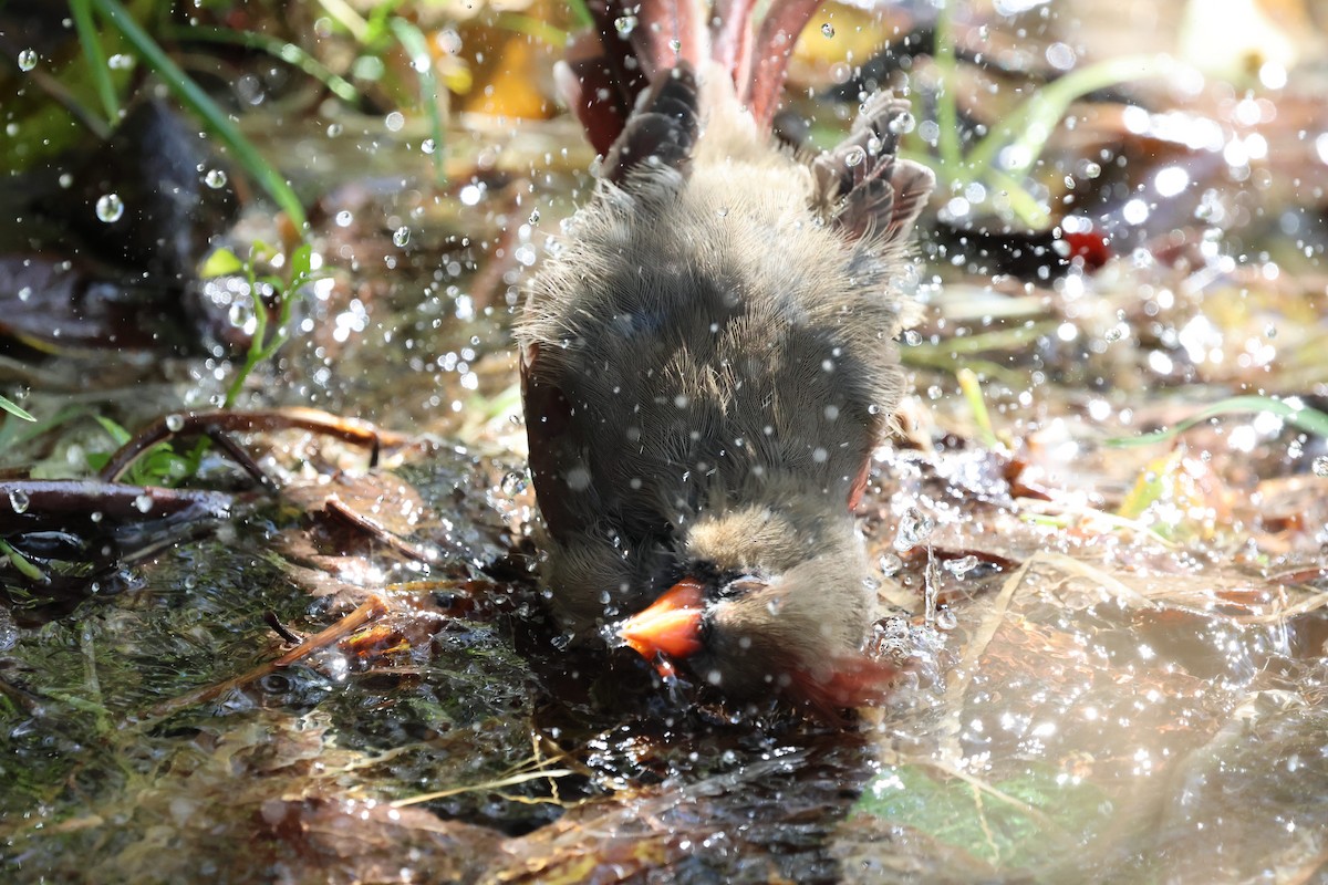 Northern Cardinal - ML643471492