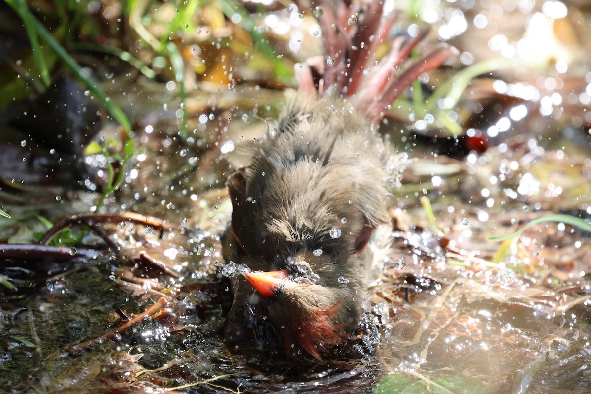 Northern Cardinal - ML643471493